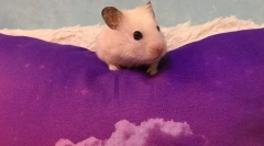 Cum să găsiți și să prindeți hamsterul scăpat